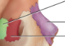 <p>Lacrimal bones</p>