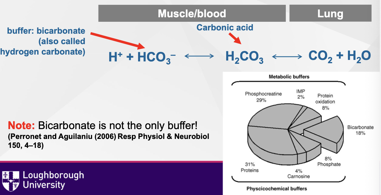 <ul><li><p><span><span>The harder the exercise, the more H+ (anaerobic metabolism)</span></span></p></li><li><p><span><span>Pulmonary ventilation can help remove H+ from blood</span></span></p></li><li><p><span><span>Increased ventilation results in CO2 exhalation = reduces PCO2 and H+ concentration (protons)(pH increase)</span></span></p></li><li><p><span><span>Decreased ventilation results in build-up of CO2 = increases blood PCO2 and H+ concentration (pH decrease)</span></span></p></li></ul><p></p>