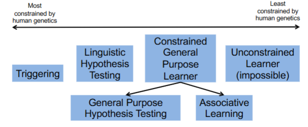 <p>a scale of language development theories from most to least related to human genetics</p>