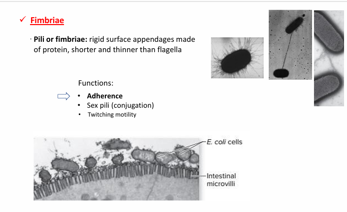<p>Qué son?</p><ul><li><p>Apéndices en la superficie de las bacterias</p></li></ul><p>Estructuras proteicas más cortas, delgadas y en más cantidad</p><p>Son antígenos de superficie que ayudan a:</p><ul><li><p>Colonizar</p><ul><li><p>Y, por lo tanto, a adherir</p></li></ul></li></ul><p>No son estructuras de movilidad, de eso se encargan los flagelos</p><p>Funciones:</p><ul><li><p>Adherencia</p></li><li><p>Transferencia de los plásmidos (conjugación (de una cel. a otra))</p></li><li><p>Twitching motility</p></li></ul><p></p>