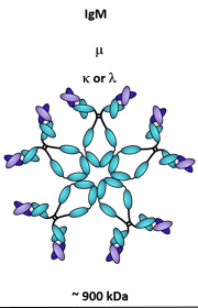 <p>The pentameric structure of IgM, which consists of five IgM molecules linked together, allows it to be highly effective at agglutinating antigens and activating the complement system. This multimeric form enhances its ability to bind to pathogens.</p>