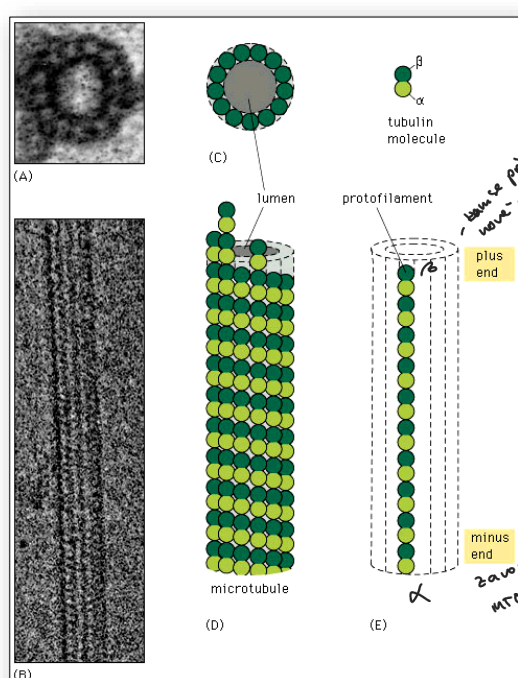 <p>- tubulin:</p><p>    - v MT heterodimer: α a β podjednotky</p><p>    - γ-tubulin (pouze v MTOC)</p><p>    - MTOC = mikrotubuly organizující centrum (centrosom, bazální tělíska)</p><p>    - polarizace mikrotubulů: + a – konec</p>