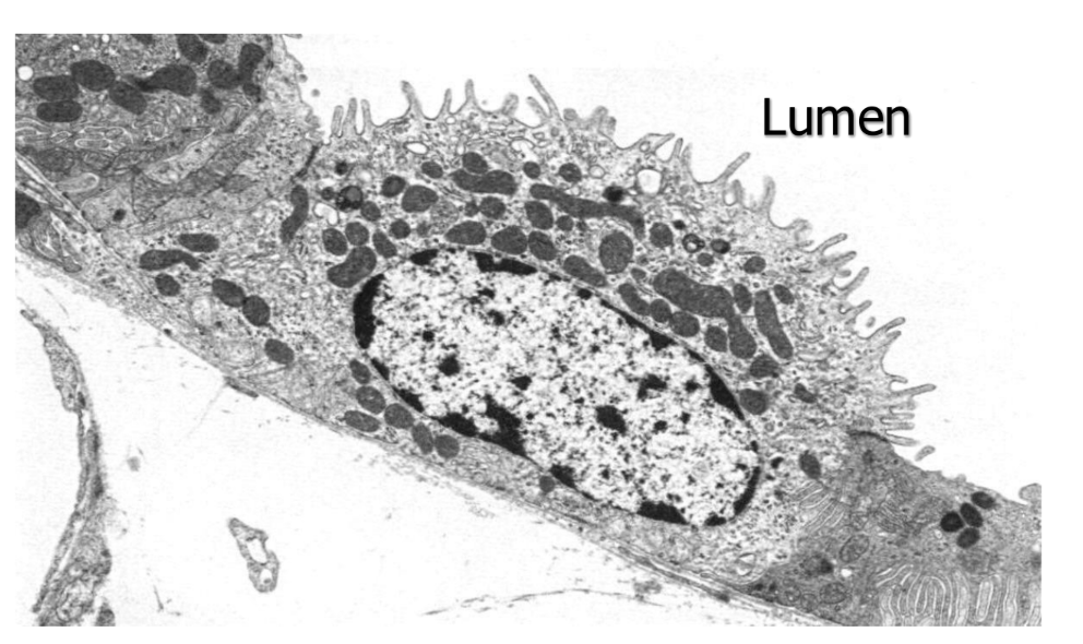 <p>What is the function of a-intercalated cells? </p>