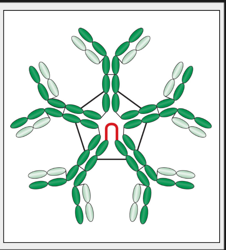 <p>Known as a macroglobulin</p><p>Has a molecular weight of about 900,000 d</p><p>Accounts for 5% to 10% of all serum immunoglobulins</p><p>No memory cells </p><p>Synthesized as long as antigen is present </p><p>Has half-life of 6 days (much shorter than that of IgG)</p><p>Can exist as:</p><p>Monomer (on surface of B cells) Pentamer (found in secretions)</p>