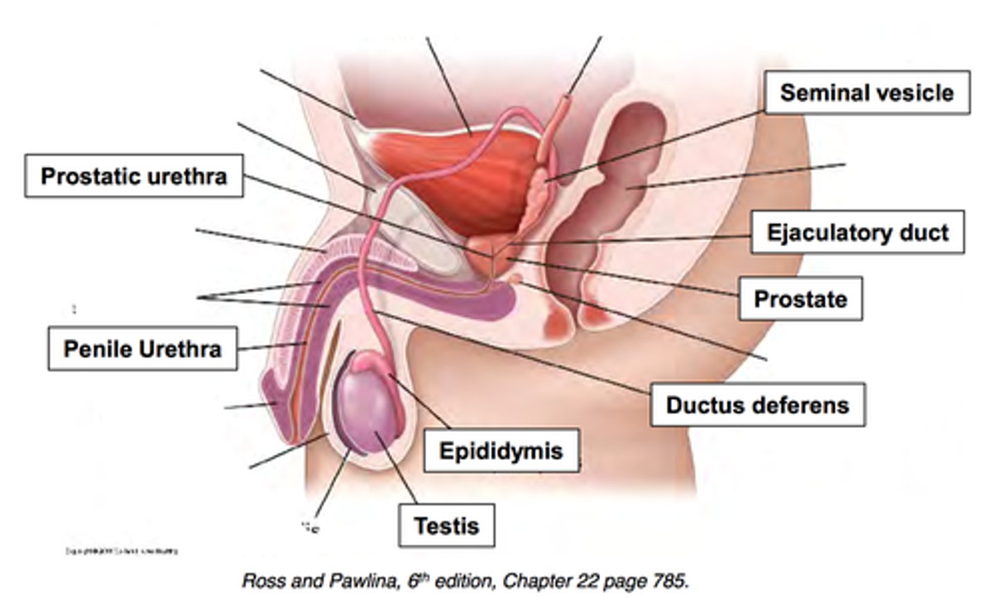 <p>Testes, Epididymis, Scrotum, Vas deferens (sperm duct), Prostate, Penis, Foreskin, Glans penis</p>