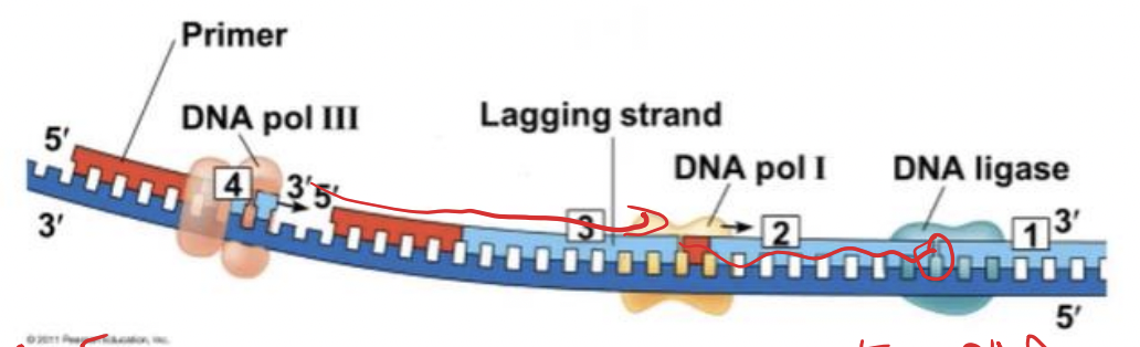 <p>lagging strand</p>