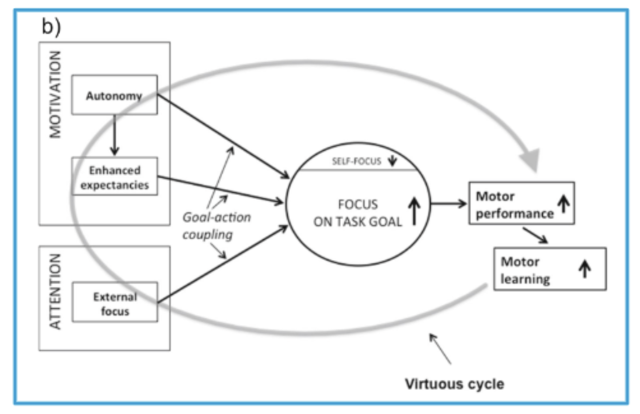 <p>OPTIMAL Theory: “optimizing performance through intrinsic motivation and attention for learning”: i.e., supporting intrinsic motivation can improve motor learning </p><ul><li><p><span style="color: rgb(255, 255, 255)">motor learning influenced by:</span></p><ul><li><p><span style="color: rgb(255, 255, 255)"><u>autonomy </u>(active participation in determining one’s behavior)</span></p></li><li><p><span style="color: rgb(255, 255, 255)"><u>enhanced expectancies</u> for future success (increase in perceived competence)</span></p></li><li><p><span style="color: rgb(255, 255, 255)"><u>external focus of attention</u> (concentration on the movement's intended effect)</span></p></li></ul></li><li><p><span style="color: rgb(255, 255, 255)">response of dopamine to the anticipation of positive experience leads to improved performance</span></p></li><li><p><span style="color: rgb(255, 255, 255)">expected success leads to further success and aids memory consolidation</span></p></li><li><p><span style="color: rgb(255, 255, 255)">dopamine from the VTA promotes neuroplasticity in the primary motor cortex leading to —&gt; new motor learning, formation of new motor memories</span></p></li></ul><p></p>