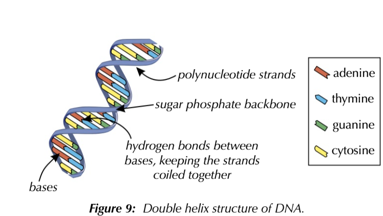 <p>guanine always COMPLIMENTARY to cytosine C-G</p>