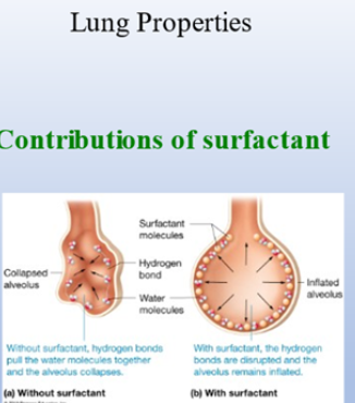 <p><span>Hard</span><br>Surfactan: mixes with water surface to help reduce surface tension =&gt; <span> lung easier to inflate</span></p>