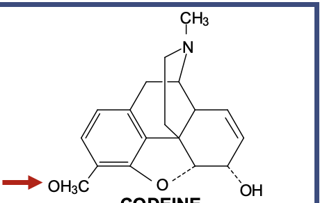 <ul><li><p>Is basically morphine with one small change</p></li><li><p>That change = at the 3-position, instead of an OH (phenol) like morphine, it has an <strong>O-CH₃ (methoxy group)</strong></p></li><li><p>It makes codeine a weak mu agonist</p><ul><li><p>Morphine needs that 3-OH to strongly bind the mu receptor</p></li><li><p>Codeine has O-CH₃ instead → weaker binding → weaker analgesia</p></li></ul></li><li><p>Antitussive (cough suppressant)</p><ul><li><p>Codeine suppresses cough reflex in the medulla</p></li><li><p>This effect does not require conversion to morphine, which is why even poor metabolizers still get some cough suppression</p></li></ul></li><li><p>Good for <strong>mild pain (only)</strong> + cough</p></li><li><p>Good oral absorption</p></li><li><p>Short half-life (2–3 hrs)</p></li><li><p>Excreted in urine</p></li></ul><p></p>