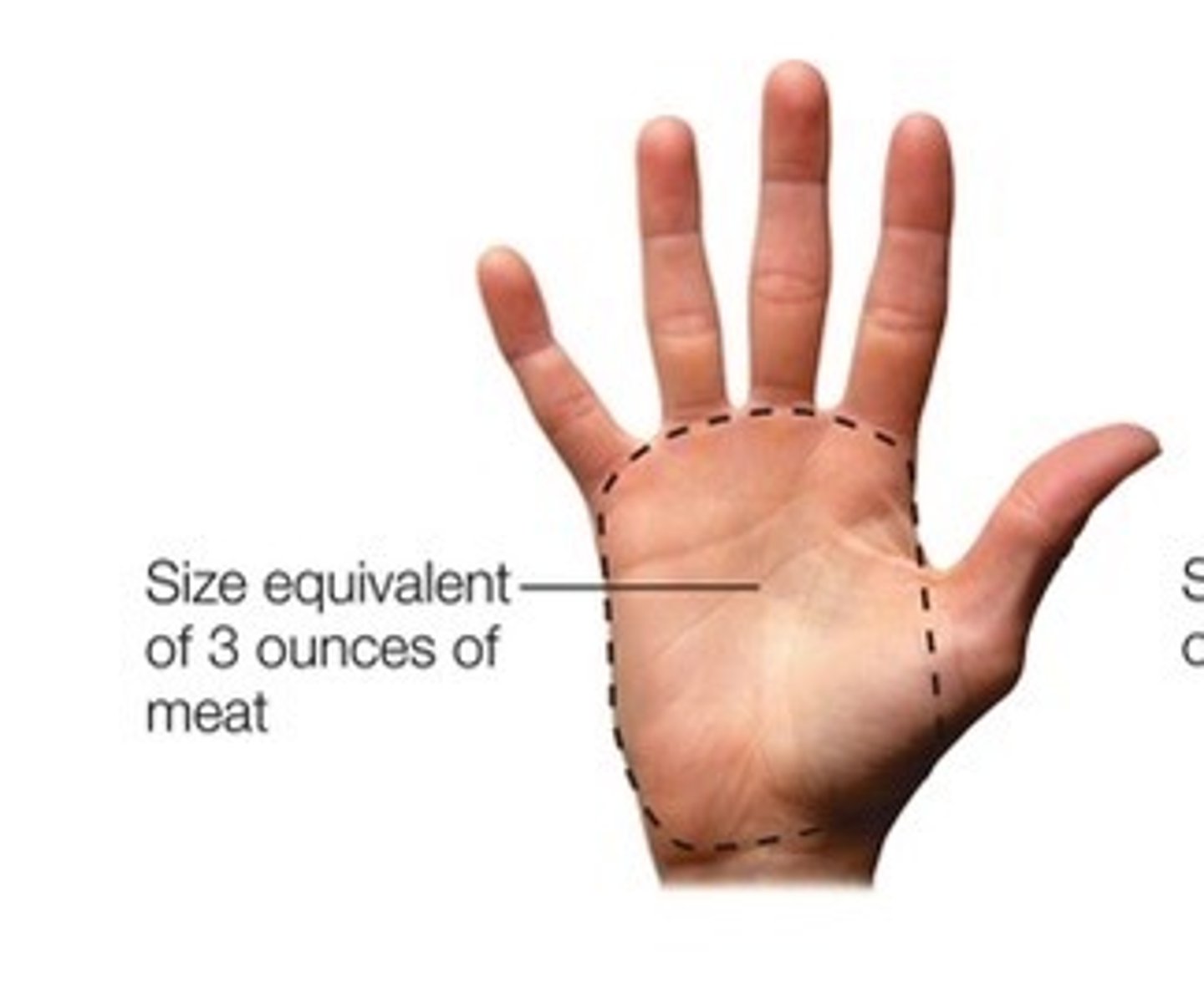 <p>The meat should be about the size of your palm</p>