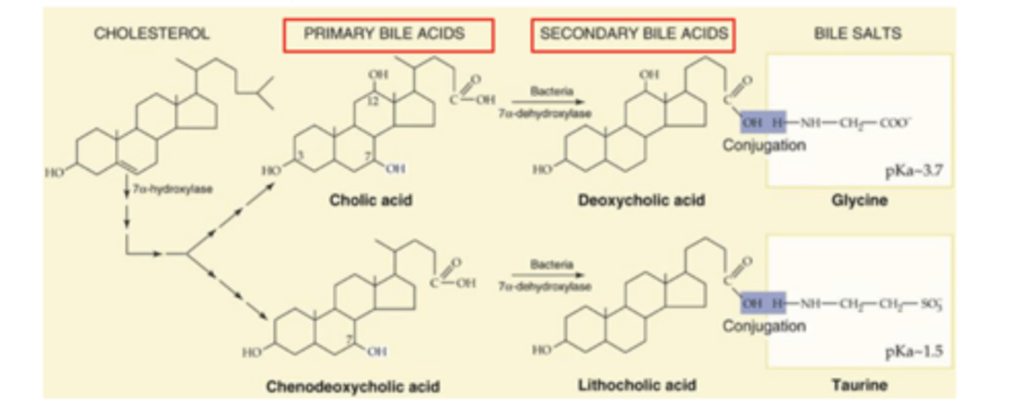 <p>primary bile acids modified in the gut by bacteria--&gt; form the secondary bile acids (deoxycholic acid &amp; lithocholic acid) --&gt; conjugated to glycine or taurine to become functionally equivalent to primary bile salts</p>