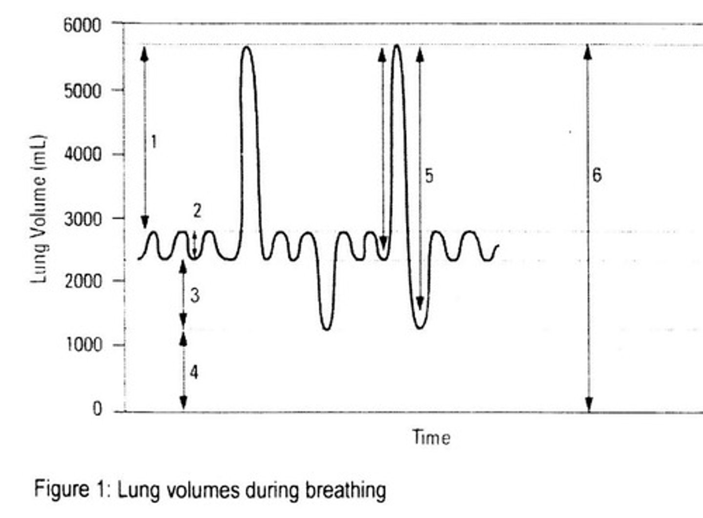 <p>Using a spirometer, which measures the volume of air moving into and out of the lungs.</p>