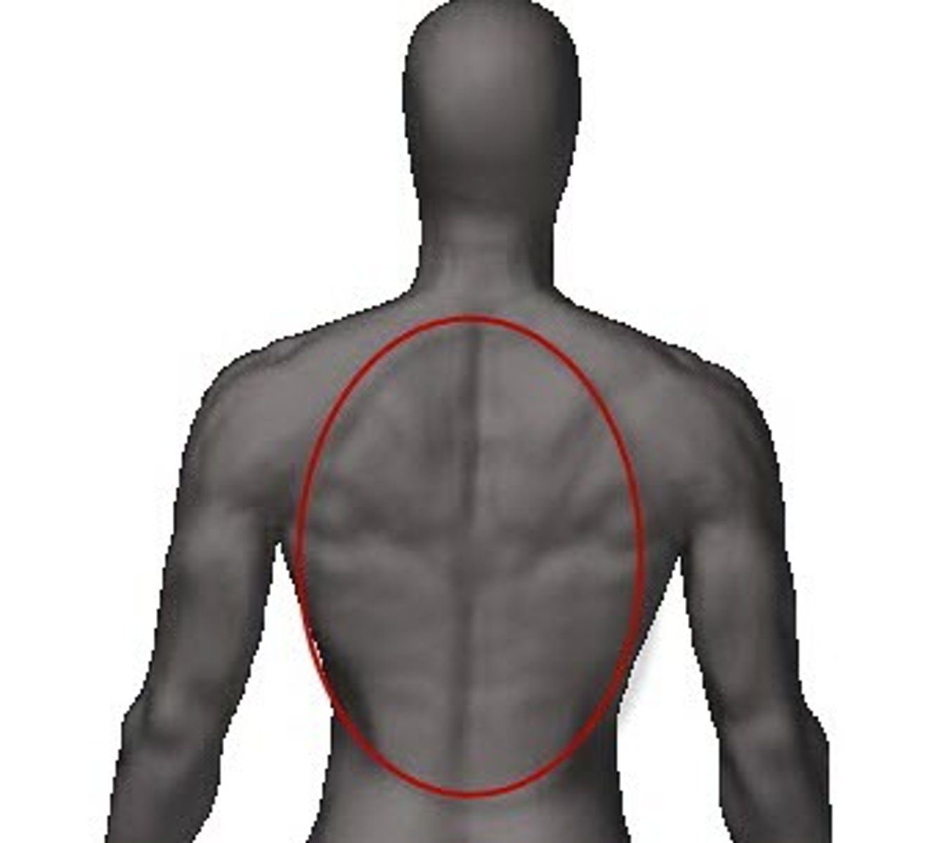 <p>The Dorsum is subdivided into what categories?</p>