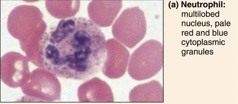 <p>3-5 lobed nucleys, fine reddish/violet granules&nbsp;</p>