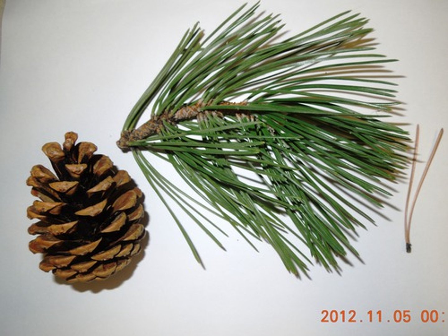 <p>Pinus ponderosa Pinaceae <br><br>-super tall, has range from mexico to canada, 2-3 needles per fascicle, super long needles (5-10in), smells like citrus when crushed</p>