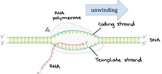 <p>Uses a single template strand of DNA to make mRNA using free RNA nucleotides after it unwinds the helix. Works in the 5’ to 3’ direction.</p>