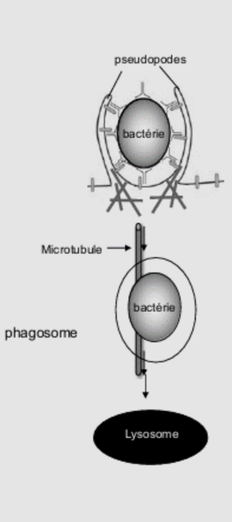 <ul><li><p>Formation de pseudopodes par polymérisation de l’actine : entourent la bactérie puis fusionnent à leurs extrémités </p></li><li><p>Dépolymérisation de l’actine : internalisation de la bactérie dans le phagosome par le mécanisme « zipper », en fermeture éclair </p></li><li><p>Déplacement du phagosome dans la cellule le long des microtubules, à l’aide de protéines motrices jusqu’au lyosome </p></li><li><p>Dissociation et recyclage des récepteurs Fc et des anticorps à la surface de la bactérie internalisée </p></li></ul><p></p>