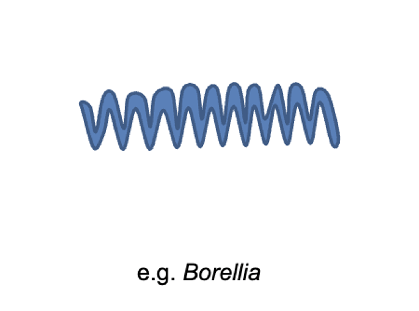 <p>spiral</p>