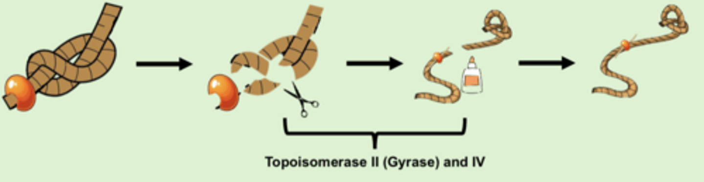<p>- topoisomerase cuts DNA to allow it to untangle</p><p>- once untangled, topoisomerase re-ligates strands together</p><p>- topoisomerase II: gram-negative bacteria</p><p>- topoisomerase IV: gram-positive bacteria</p>