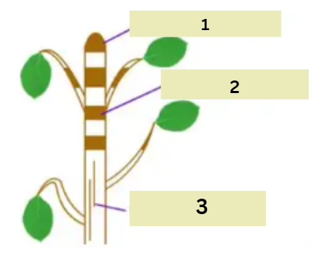 <ol start="2"><li><p>Occur only in monocots, at the base of the internode</p></li></ol><p></p>