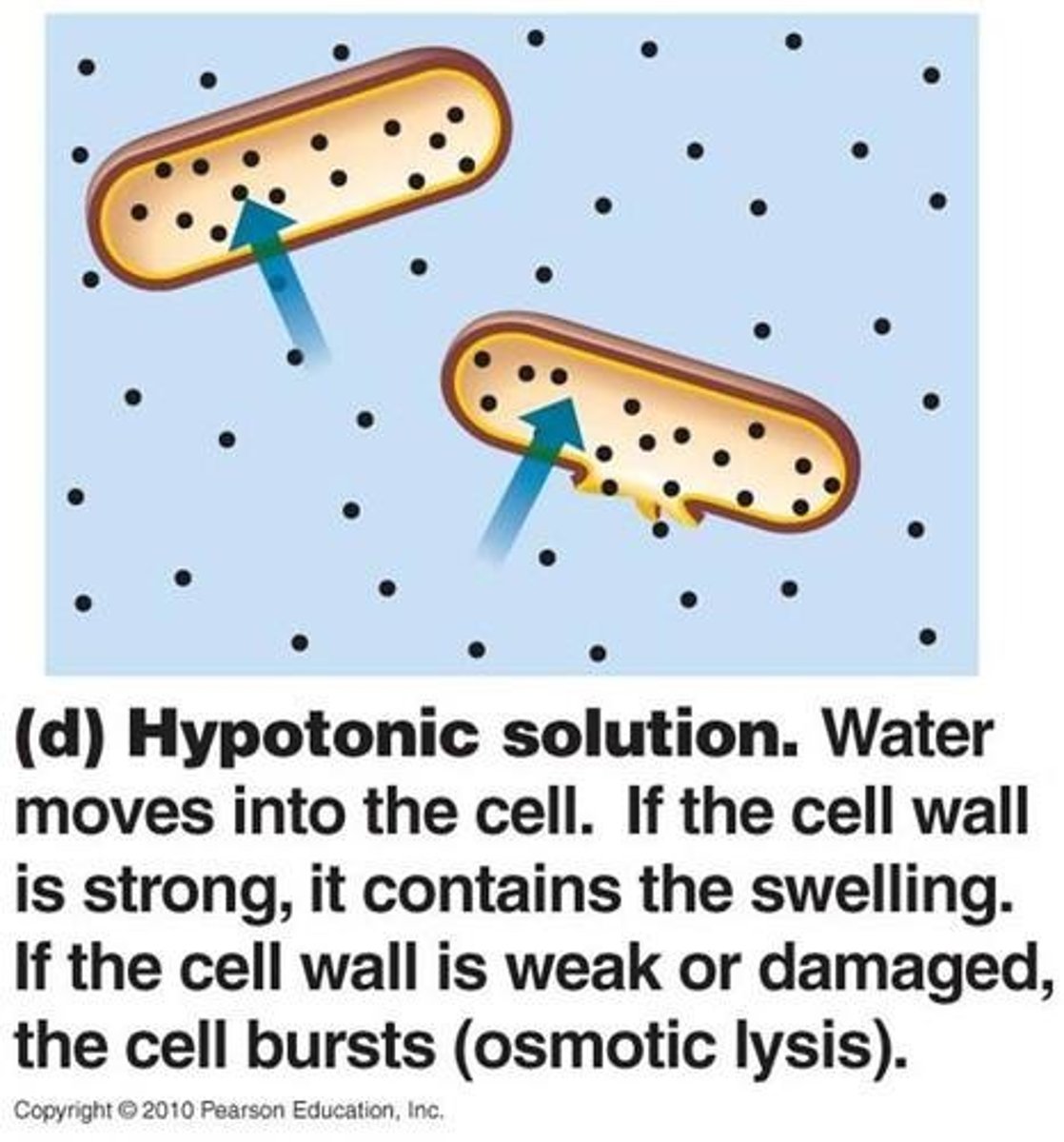 <p>solute concentration is less than that inside the cell, cell gains water</p>