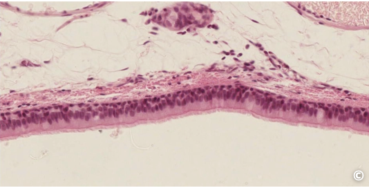 <p>identify surface specialization</p>