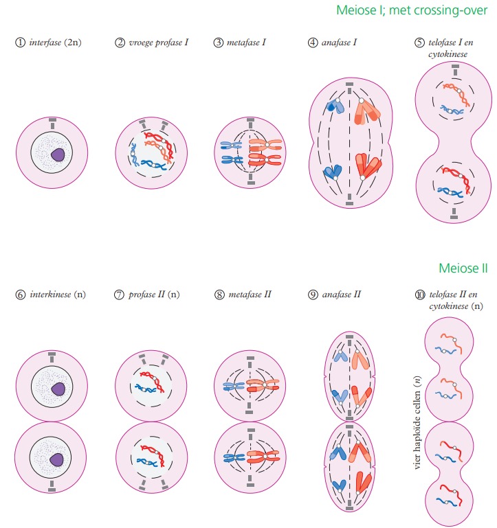 Meiosis
