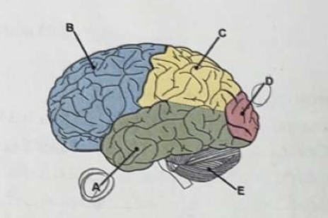 <p>The largest part of the brain can be subdivided into lobes. The part of the brain labelled A is th</p><p>a. temporal lobe</p><p>b. frontal lobe</p><p>c. partial lobe</p><p>d. occipital lob</p><p>e. cerebellum</p>