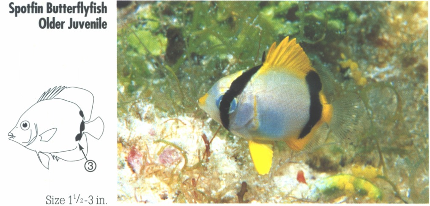 <p><span>JUVENILE: 3. Very young have a black spot on the rear dorsal, anal and base tail fins which, with maturity, join to form a rear body bar.</span></p>