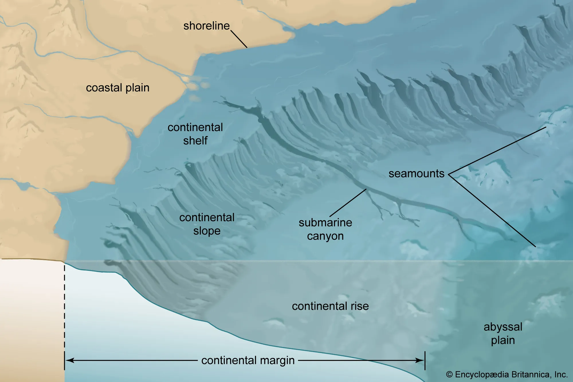 <p><span>Feature of a continental margin; a ridge of sediment deposited at the edge of a continent where the shallow continental shelf gives way to the deeper ocean</span></p>