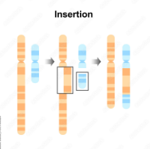 <p><span>When a part of a chromatid breaks off and attaches itself to a sister chromatid (a copy of your original chromosome after DNA replication during cell division). WITHIN CHROMOSOME PAIRS. </span></p><p></p>