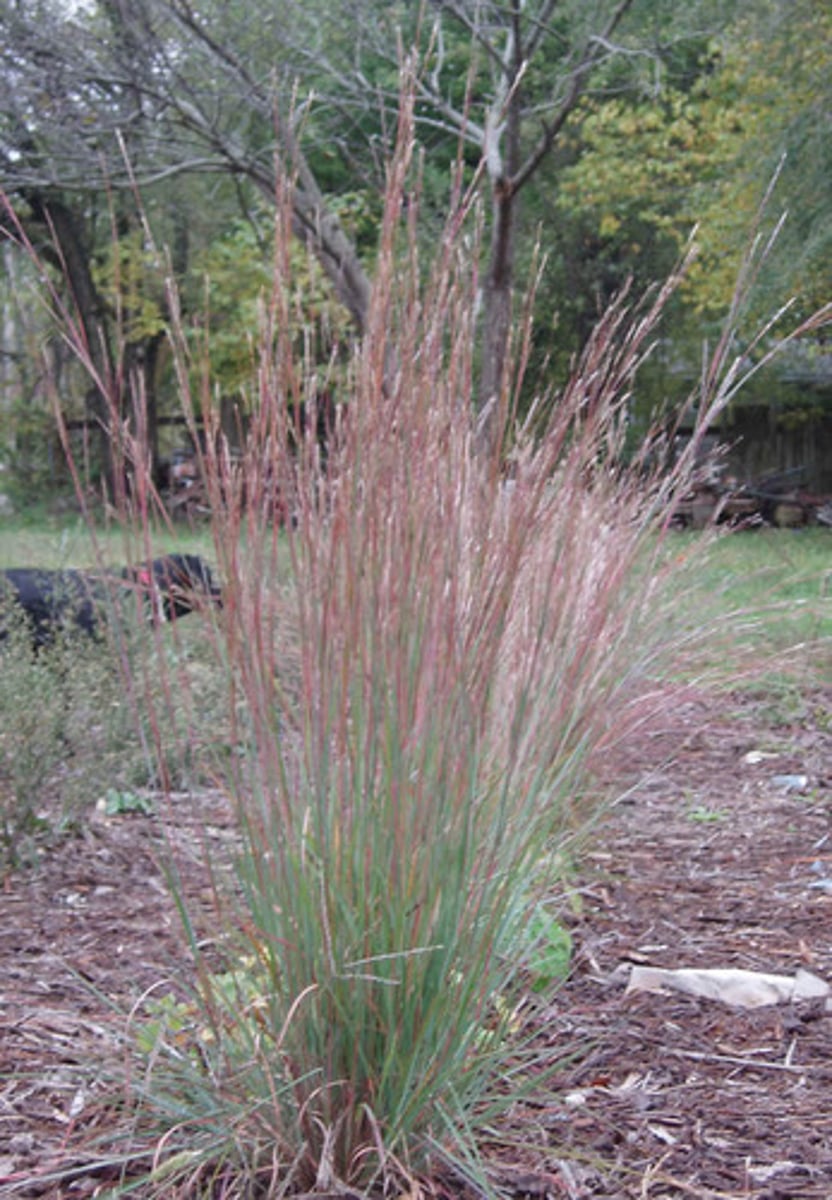 <p>Schizachryium scoparium<br>provides cover and food<br>Native<br>Grass</p>