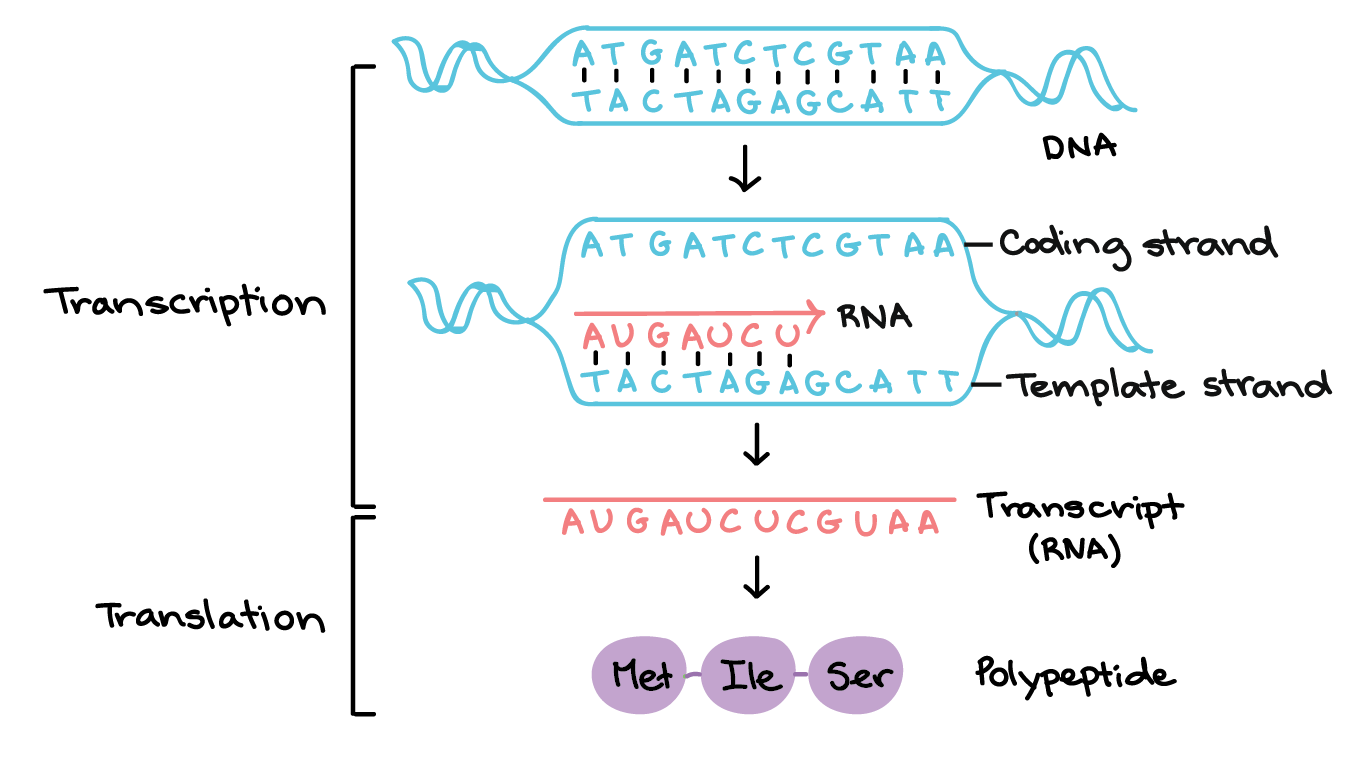 <p><span>a localized region of unwound DNA that forms during transcription, allowing RNA polymerase to access and transcribe the template strand of DNA into RNA</span></p><p><span>moves 3’ → 5’ with respect to the template DNA but the synthesis occurs 5’ → 3’</span></p>