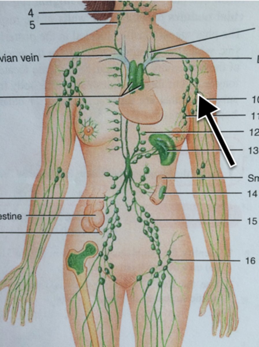 <p>located under the arms in the armpits</p>