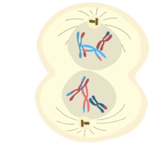 <p>meiotic spindle breaks down, new nuclear envelopes form, cleavage furrow/cell plate forms, chromatids decondense; cytokinesis occurs; 2 haploid daughter cells w/ duplicated chromosomes</p>