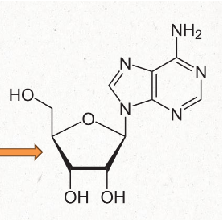<p>has no phosphate groups attached</p><ul><li><p>still has pentose sugar and nitrogenous base</p></li></ul><p></p>