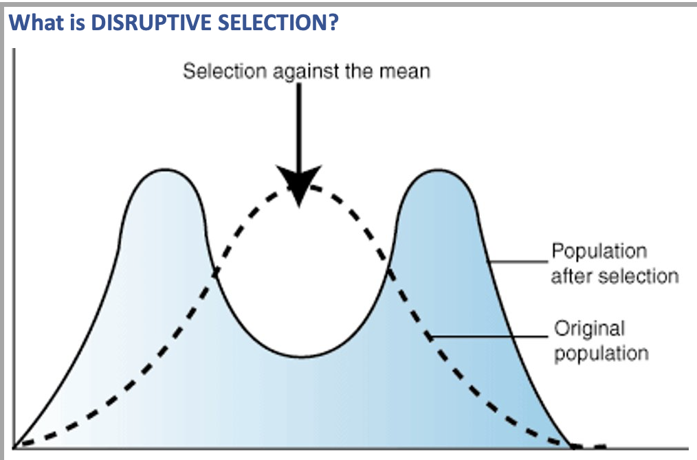 <ul><li><p>Favours extreme phenotypes at intermediate expense</p></li><li><p>Important in bringing evolutionary change</p></li><li><p>Caused by a change in environmental conditions (eg. Seasonal temp changes).</p></li><li><p><u>Example:</u> In an environmental with black and white rocks. White rabbit lives: camouflaged; Grey rabbit dies: seen by predator; Black rabbits lives:camouflaged </p></li></ul><p></p>