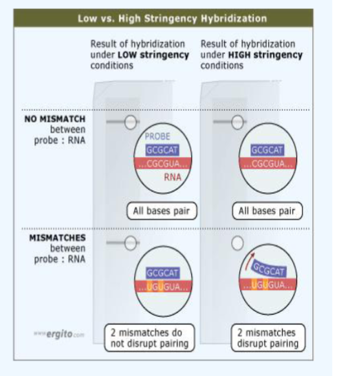 <p>controlling conditions under which hybridization is done and minimum homology needed for it to be successful → a measure of the tolerance for mismatches between target and probe</p><p>% identity between target and probe determines stringency</p><ul><li><p>higher similarity = higher stringency, less change for mismatch</p></li><li><p>lower similarity = lower stringency, more chance for mistake</p></li></ul><p></p>