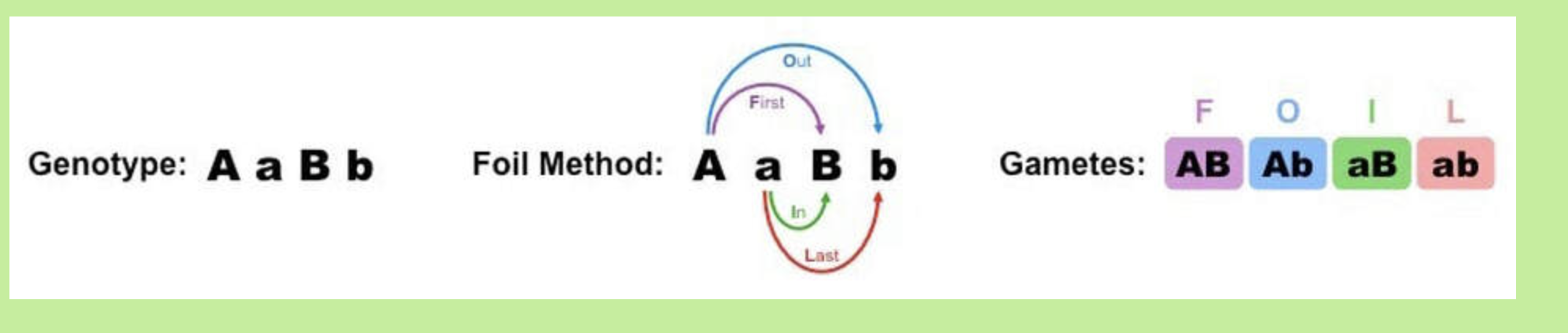 <p><br>The easiest way to work out potential gamete combinations in a dihybrid cross is to use the FOIL method:</p><ul><li><p><strong>FOIL</strong> = <strong>F</strong>irst / <strong>O</strong>utside / <strong>I</strong>nside / <strong>L</strong>ast</p></li></ul><p></p>