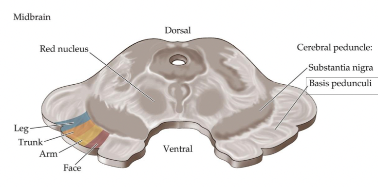 <p>through the <strong><em>midbrain</em></strong></p><p>- middle 1/3 of the (anterior cerebral peduncle)</p><p>- exhibits somatotopy: lower extremities = more lateral, NOT one of the two exceptions</p>