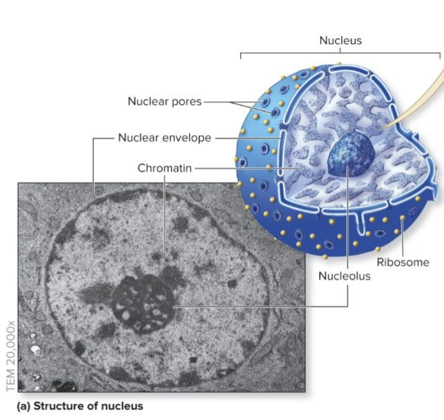 <p>Be able to name and label each part of the cell nucleus</p>