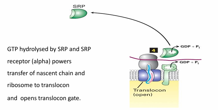 <ul><li><p>SRP and SRP receptor have intrinsic GTPase activity&nbsp;</p></li><li><p>Both hydrolyze GTP for E&nbsp;</p></li><li><p>Powers the transfer of nascent peptide into translocon and opens it&nbsp;</p></li></ul><p></p>