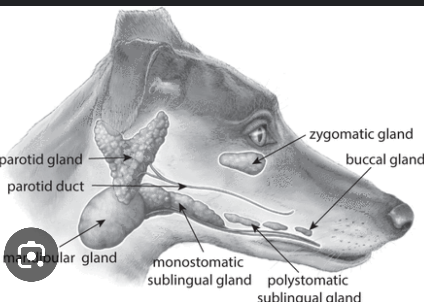 <ol><li><p>parotid gland: at base of ear, V shape</p></li><li><p>mandibular gland: gold ball shape</p></li><li><p>monostomatic sublingual gland: rostral to ^, near floor of mouth</p></li></ol><p></p>