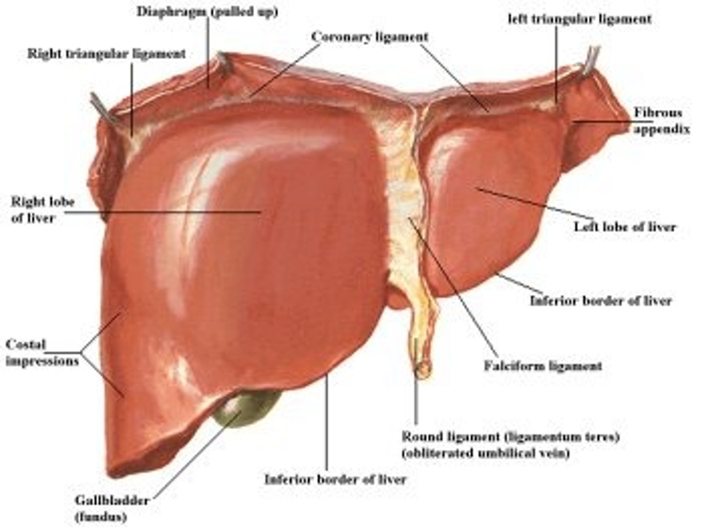 <p>attaches liver to diaphragm</p>