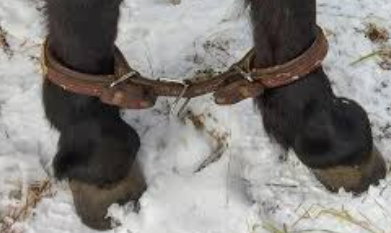 <p>horse restraint #8</p>