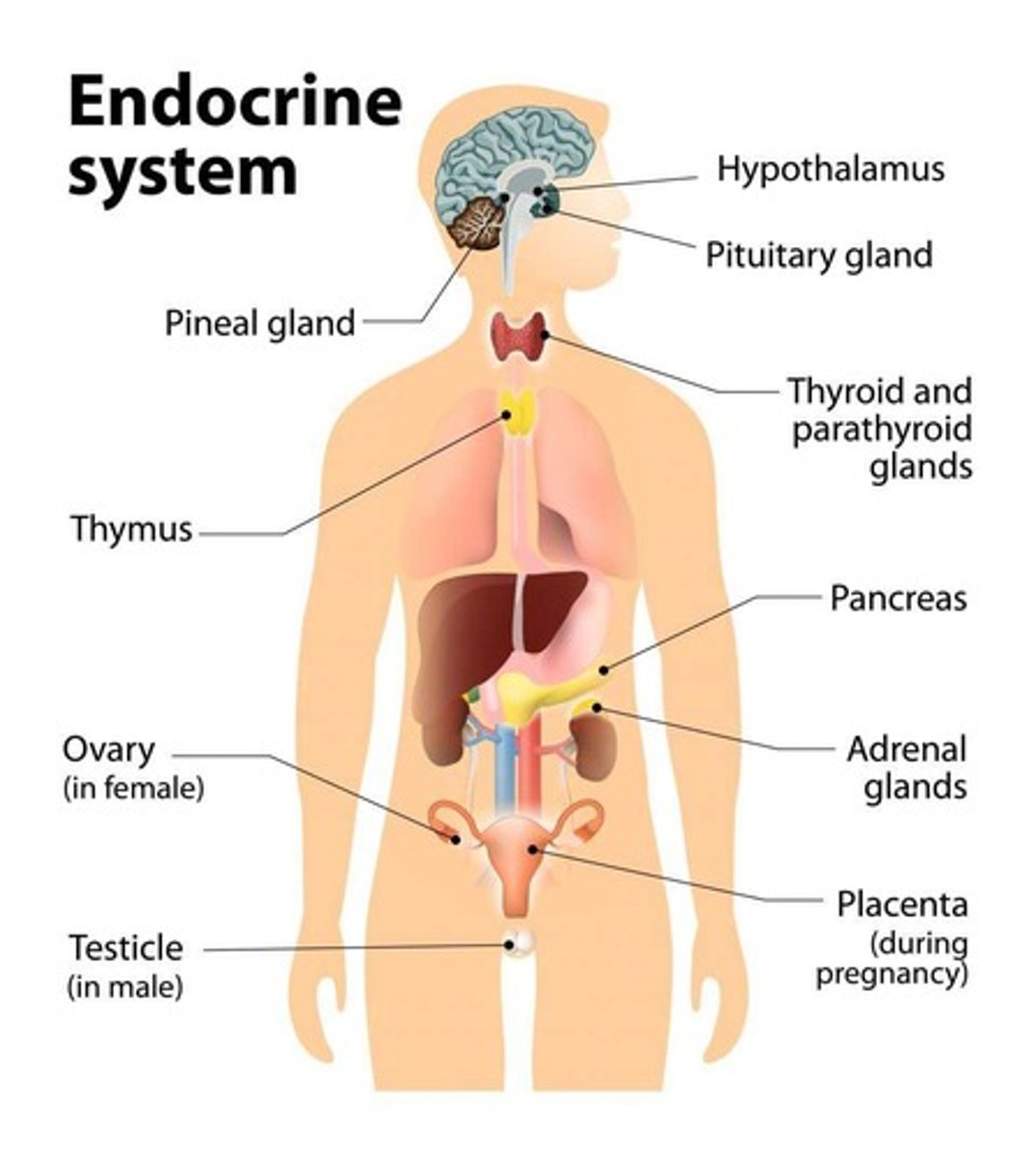 <p>hCG stimulates TRH, increasing TSH and T4/T3; treatment is critical as thyroid hormone crosses the placenta.</p>