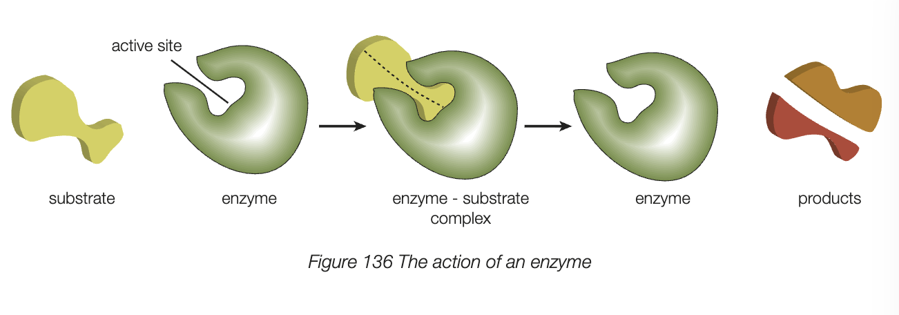 <ul><li><p>most are globular proteins, increase the rate of a specific chemical reaction or catalyse it </p></li><li><p>have an active site - formed by folding and binding of protein chain - that substrate (s) or reactant (s) bind to</p></li><li><p>bc of the shape of the active site, enzymes have specificity - each enzyme only has one substrate </p></li></ul><p></p>
