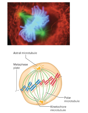 <p>The third phase of mitosis in which the pairs of sister chromatids align themselves along a plane called the metaphase plate. Each pair of chromatids is attached to both poles by kinetochore microtubules in the previous phase.</p>