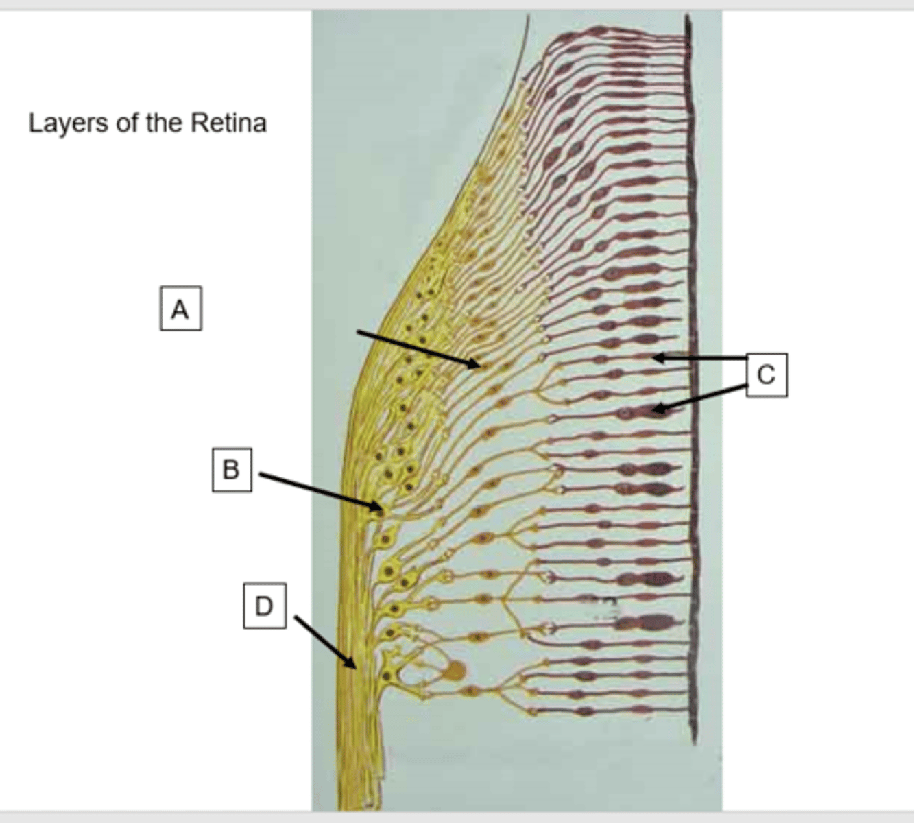 <p>What structure is the letter B?</p>